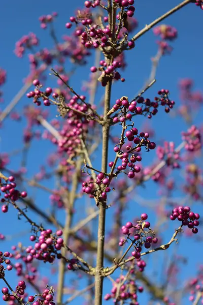 Beautyberry Buisson Avec Des Baies Pourpres Mûres Sur Branche Contre — Photo