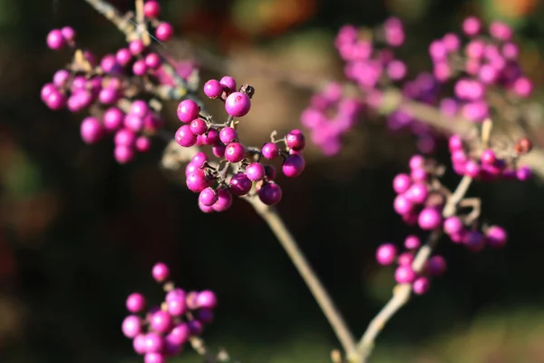 Schöner Beerenstrauch Mit Reifen Violetten Beeren Auf Zweigen Vor Dunklem — Stockfoto