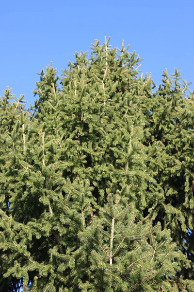 晴れた日には青空に対する松の木のクローズアップ — ストック写真