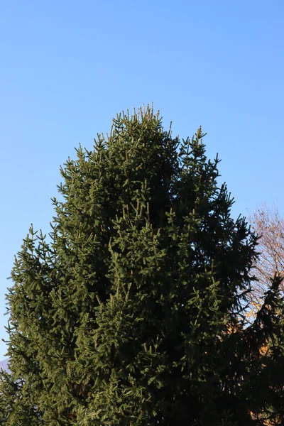 Close Van Dennenboom Tegen Blauwe Lucht Een Zonnige Dag — Stockfoto