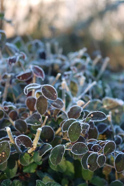 Frost Boxwood Cut Hedge Garden Winter Season Buxus Family — Stock Photo, Image