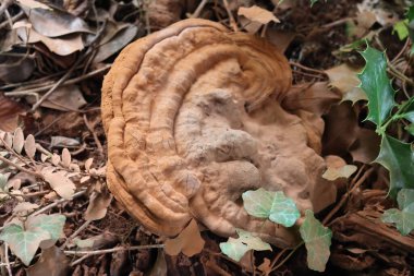 Bahçedeki bir ağaç gövdesinde büyük kahverengi ahşap mantar çürümesi