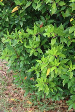 Dallarında olgun böğürtlenler olan Laurel Bush. Laurus nobilis sonbahar mevsiminde bahçede