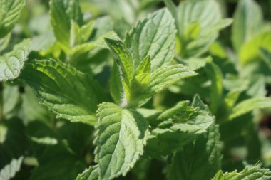 Yazın güneş ışığı altında yeşil naneli şeker fabrikasına yakın çekim. Mentha bitkileri