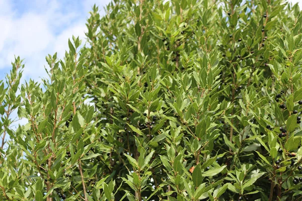 Arbusto Laurel Con Bayas Negras Maduras Ramas Contra Cielo Azul —  Fotos de Stock
