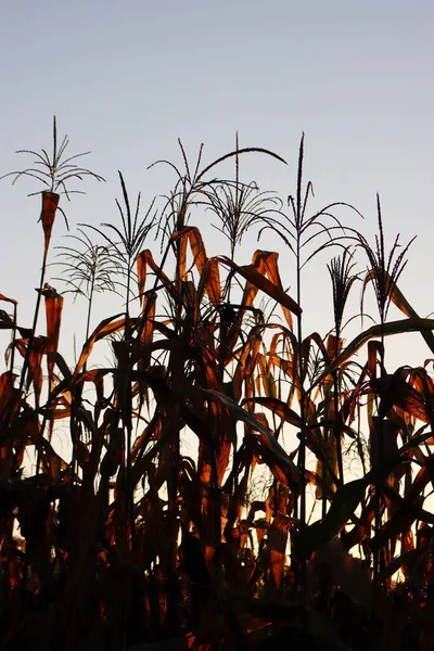 Plantes Maïs Jaune Sec Dans Champ Contre Lumière Coucher Soleil — Photo