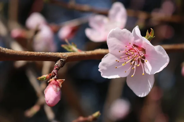 枝に桃色の桃の花 春に桃の木が咲く プヌス ペリカ — ストック写真