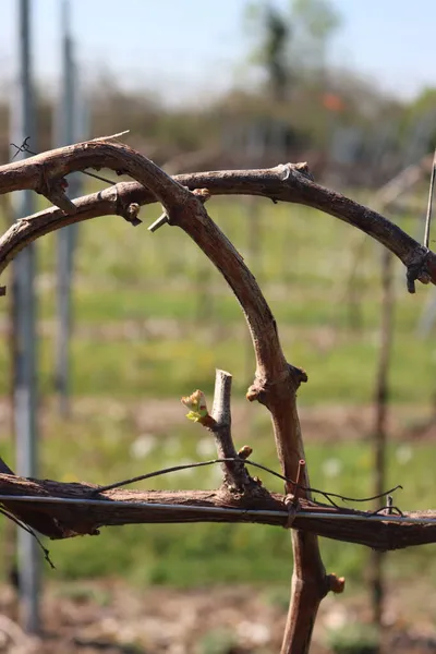 Rośliny Winorośli Świeżymi Nowymi Pączkami Wiosną Słoneczny Dzień Zbliżenie Vitis — Zdjęcie stockowe
