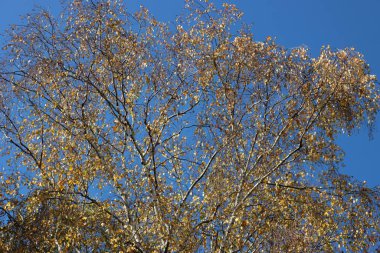 Bahçede mavi gökyüzüne karşı sarı yaprakları olan beyaz huş ağacı. Sonbaharda Betula Pendula veya Gümüş Birch