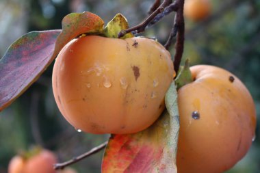 Olgun Persimmon meyveleri dallardaki yağmur damlalarıyla kaplıdır. Diospyros kaki ağacı Sonbaharda yağmurun altında