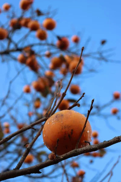 Frutos Caqui Maduros Ramo Contra Céu Azul Diospyros Kaki Árvore — Fotografia de Stock