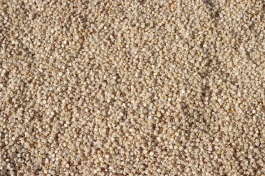 Beyaz Mısır tohumları arka planı. Zea mays dokusu beyaz tohumdan yapılmıştır.