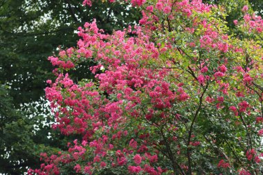 Lagerstroemia indica ağacı aynı zamanda bahçede çiçek açmış Crape Myrtle olarak da bilinir. Lagerstroemia pembe çiçekleri