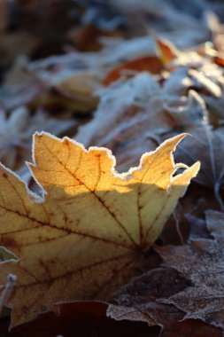 Sarı akçaağaç yaprağı, kış mevsiminde bahçede donla kaplı güneş ışığına karşı. Oyuncu