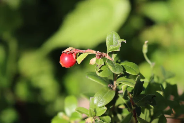 Närbild Röda Bär Cowberry Eller Fowberry Buske Trädgården Vaccinium Vitis — Stockfoto