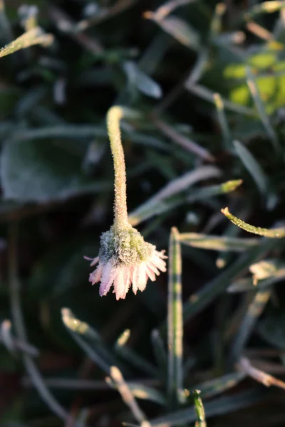 黄白色的菊花上结霜的特写 Belis Perennis冬季植物 — 图库照片