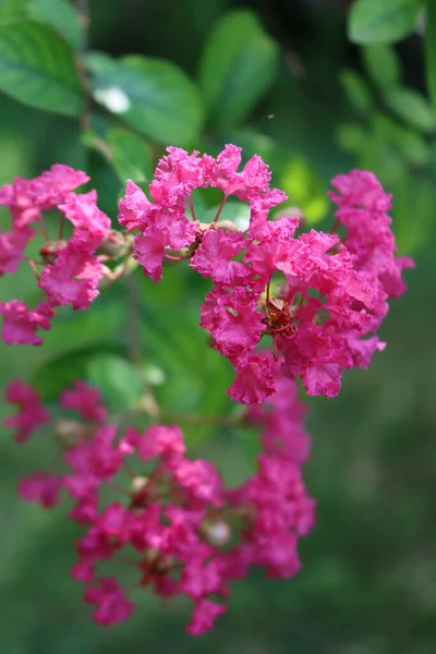 Primer Plano Lagerstroemia Indica Árbol Flores Color Rosa Las Ramas — Foto de Stock
