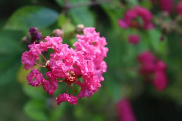 Крупним Планом Лагерстромія Індіанських Дерев Рожеві Квіти Гілках Лагерстромія Також — стокове фото