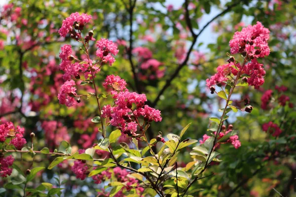 ラガーストロミアのクローズアップは 枝にピンク色の花を示す ラガーストロミアは庭の花でクレープ ミルレとも呼ばれます — ストック写真