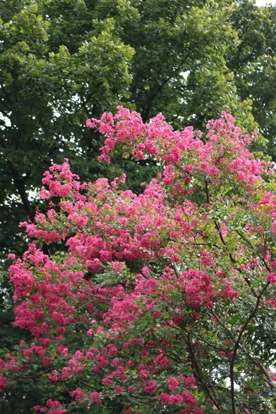 Lagerstroemia Indica Ağacı Aynı Zamanda Bahçede Çiçek Açmış Crape Myrtle — Stok fotoğraf