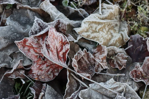 Várias Folhas Cobertas Pela Geada Estação Inverno Jardim Fundo Inverno — Fotografia de Stock