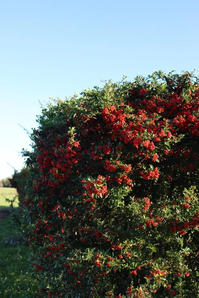 晴れた日に秋に美しい熟した赤い果実を持つピラカンサのヘッジ 火とげの木 — ストック写真