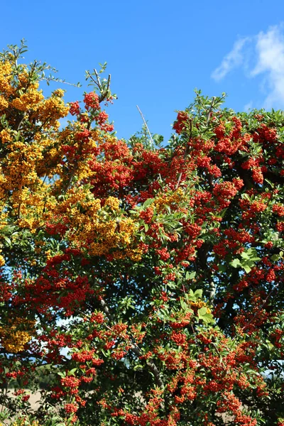 Pyracantha Sebe Com Belas Bagas Vermelhas Amarelas Maduras Outono Dia — Fotografia de Stock