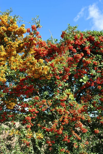 Setos Pyracantha Con Hermosas Bayas Rojas Amarillas Maduras Otoño Día — Foto de Stock