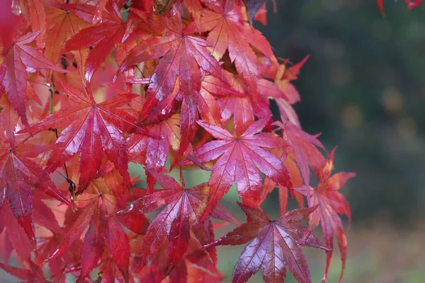 Red Emperor 비아래붉은 나뭇잎 단풍나무 — 스톡 사진