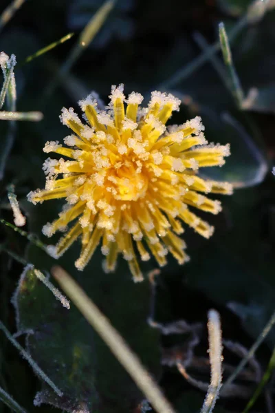 Мороз Жовтій Квітці Кульбаби Лузі Завод Такакакум Взимку — стокове фото