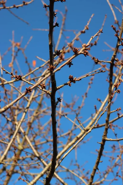 Körsbärsträd Med Små Bruna Knoppar Grenar Vinterns Havsblå Himmel Prunus — Stockfoto