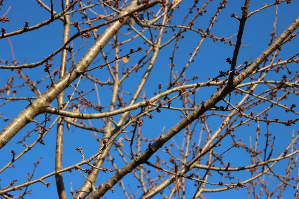 Ciliegio Con Piccoli Boccioli Marroni Sui Rami Inverno Stagionona Cielo — Foto Stock