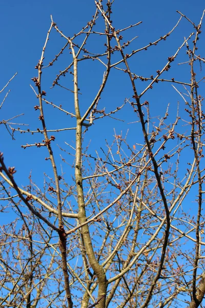 Cerisier Avec Petits Bourgeons Bruns Sur Les Branches Hiver Saisonona — Photo