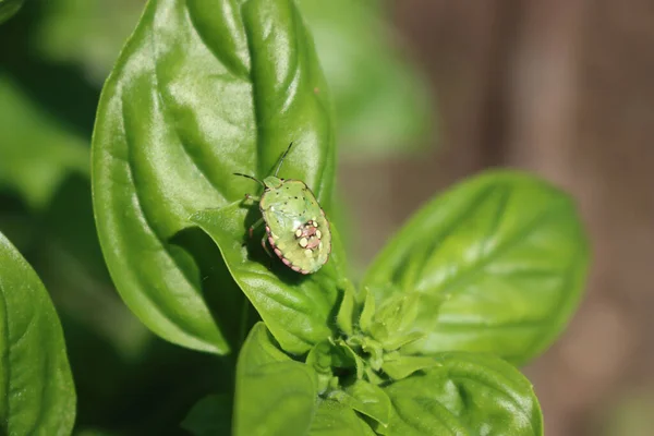 Green shield bug on Basil leaves in the vegetable garden. Nezara viridula insect on plant on summer
