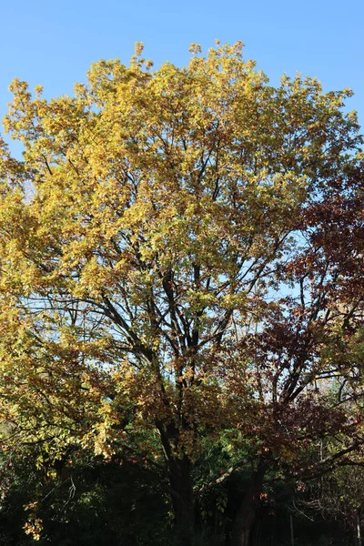 Grand Chêne Aux Feuilles Jaunes Automne Contre Ciel Bleu Famille — Photo