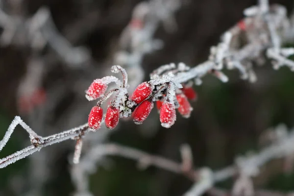 Nahaufnahme Von Berberitzenzweig Mit Roten Beeren Bedeckt Bry Frost Winter — Stockfoto