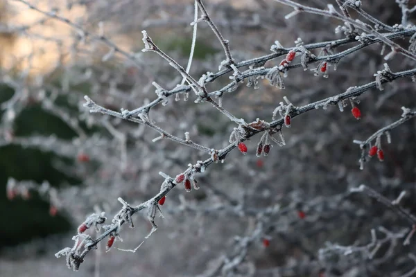 Close Barberry Branch Red Berries Coverd Bry Frost Winter Berberis — 图库照片
