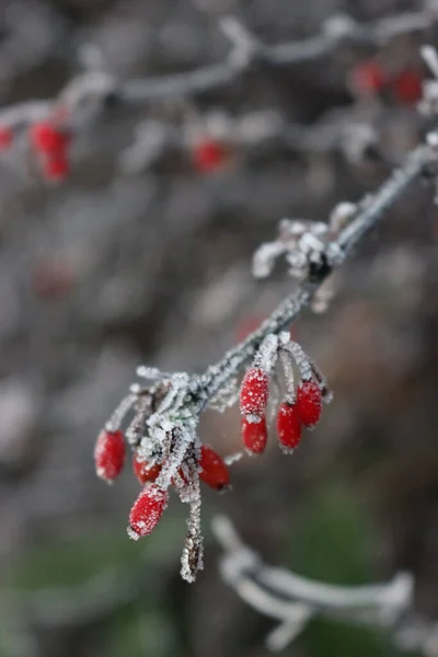 Close Barberry Branch Red Berries Coverd Bry Frost Winter Berberis — 图库照片