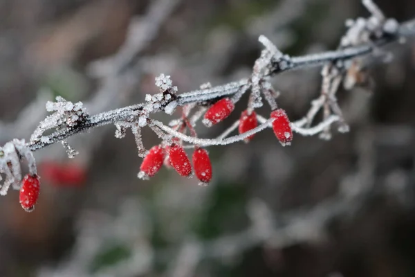 Nahaufnahme Von Berberitzenzweig Mit Roten Beeren Bedeckt Bry Frost Winter — Stockfoto