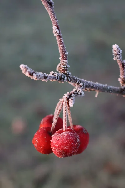 Vorst Kleine Rode Sierappels Tak Wintertuin Winter Achtergrond Met Selectieve — Stockfoto