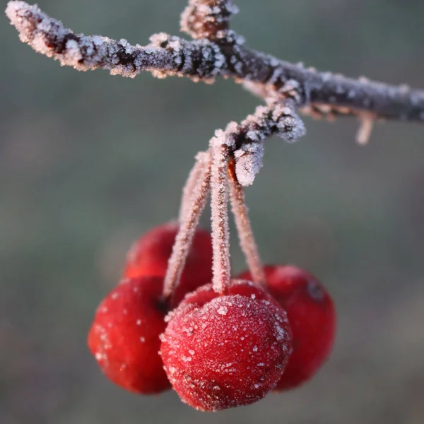 Vorst Kleine Rode Sierappels Tak Wintertuin Winter Achtergrond Met Selectieve — Stockfoto