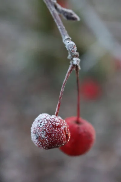 Vorst Kleine Rode Sierappels Tak Wintertuin Winter Achtergrond Met Selectieve — Stockfoto