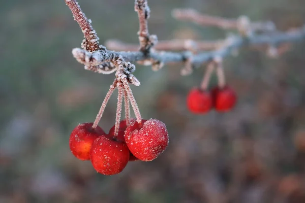 Frost Auf Kleinen Roten Zieräpfeln Ast Wintergarten Winterhintergrund Mit Selektivem — Stockfoto