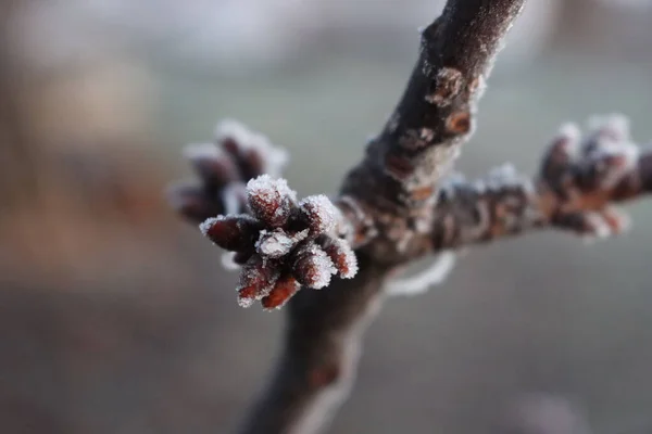 Kış Mevsiminde Dallarında Küçük Kahverengi Tomurcukları Olan Kiraz Ağacındaki Karlar — Stok fotoğraf