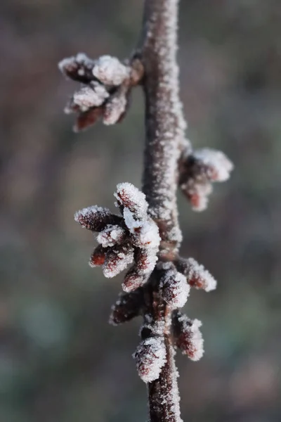 Frost Cherry Tree Little Brown Buds Branches Winter Season Prunus — Foto Stock