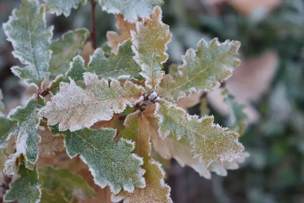 Frost Tölgyfán Levelek Ágak Kertben Quercus Családfa Téli Szezonban — Stock Fotó