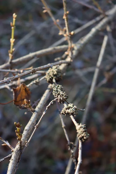 Phomopsis Close Forsythia Canker Galls Forsythia Bush Winter Season Garden — Fotografia de Stock