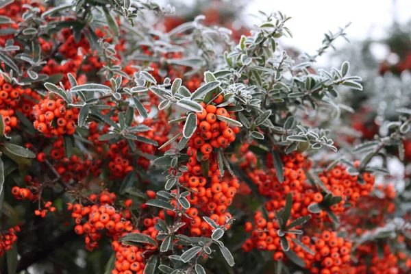 Pyracantha Firethorn Hedge Covered Frost Winter Season Firethorn Red Berries — Stock Photo, Image