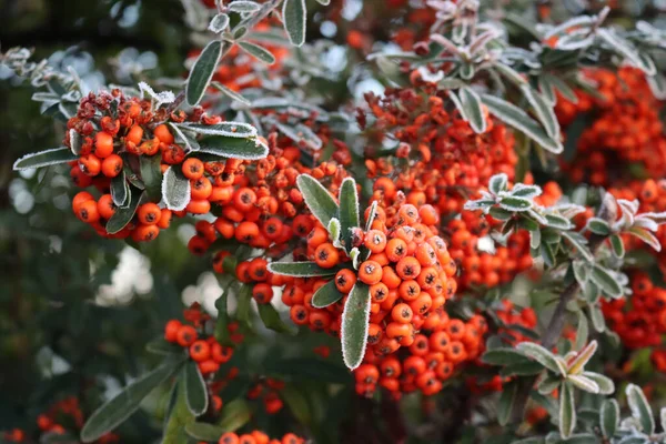 Pyracantha Firethorn Hedge Covered Frost Winter Season Firethorn Red Berries — Foto Stock