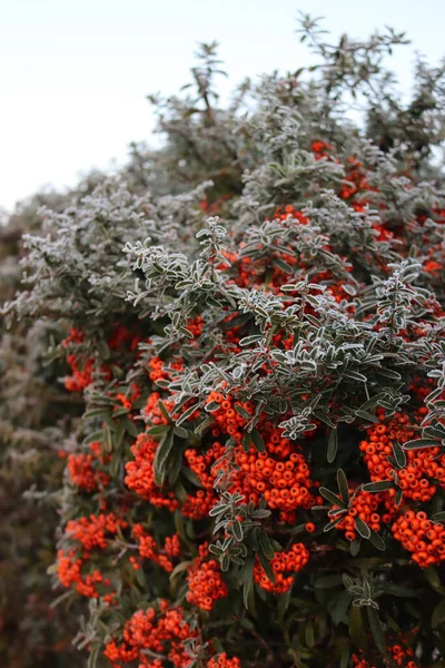 Pyracantha Firethorn Hedge Covered Frost Winter Season Firethorn Red Berries — Foto Stock